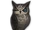 Owl (Tool)