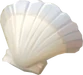 Scallop
