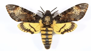 The Death's-head hawkmoth, the inspiration for this costume's design