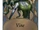 Vine