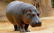 Hippopotamus