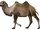 Camelus knoblochi (SciiFii)