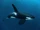 Great Orca.jpeg