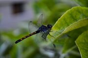 Dragonfly by zuessy310-d697amc