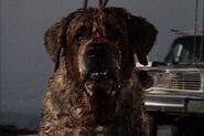 Cujo