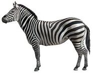 Zebrax