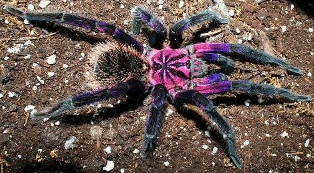 purple tarantula weed