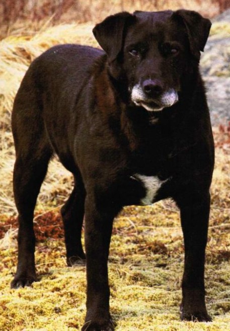 Lesser deals newfoundland dog