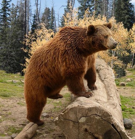 Animal – California Grizzly Bear