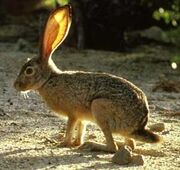 Fws jackrabbit