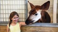 Okapi Encounter