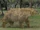 Nototherium (SciiFii)