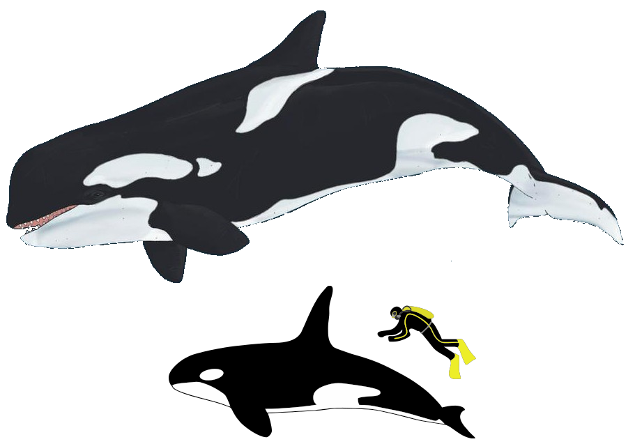 Giant killer whale (SciiFii) | Idea Wiki | Fandom