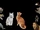 Cats Don't Dance Remake