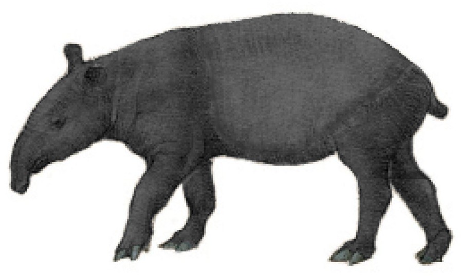 Percy's tapir (SciiFii) | Idea Wiki | Fandom