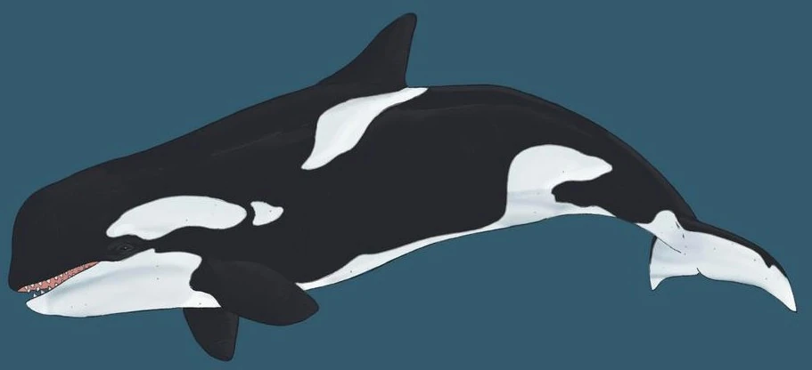 Giant killer whale (SciiFii) | Idea Wiki | Fandom
