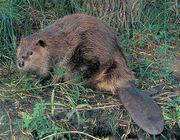 Beaver2