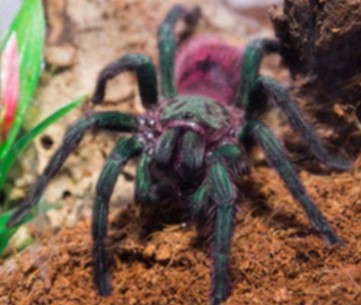 green tarantulas