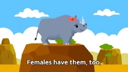 Female Rhino