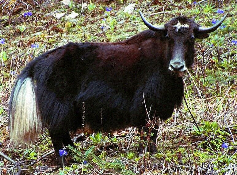 Yak Pasture, Cluefinders Wiki