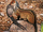 American civet (SciiFii)