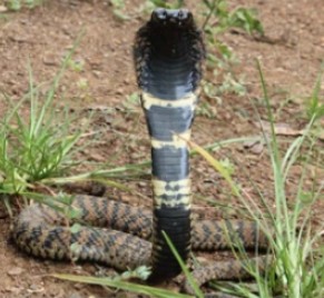 Venomous Rinkhals or Ring-necked spitting cobra, not a true cobra