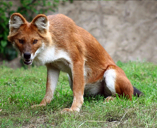 Dhole - Wikipedia