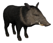 warthog