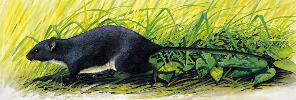 Giant Rice Rat