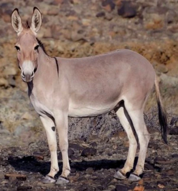 Nubian wild ass (SciiFii) Idea Wiki Fandom