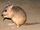 American jumping rat (SciiFii)