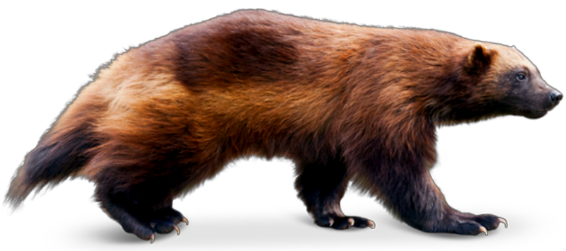 Southern wolverine (SciiFii) | Idea Wiki | Fandom Southern wolverine (SciiFii) | Idea Wiki | Fandom