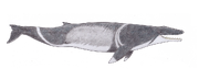 Coronodon (SciiFii).png