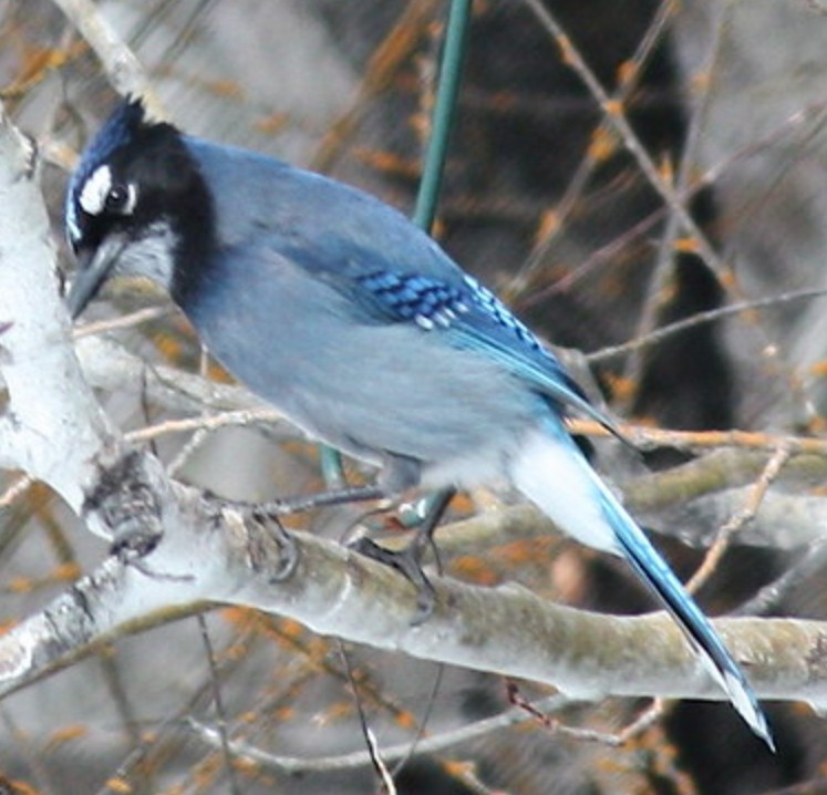 Blue bird on red stone. Steller's jay. Blue jay. Native to western