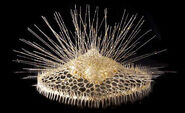 Brain Radiolaria