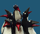 The Penguins