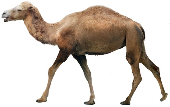 List of animals with humps - Wikipedia