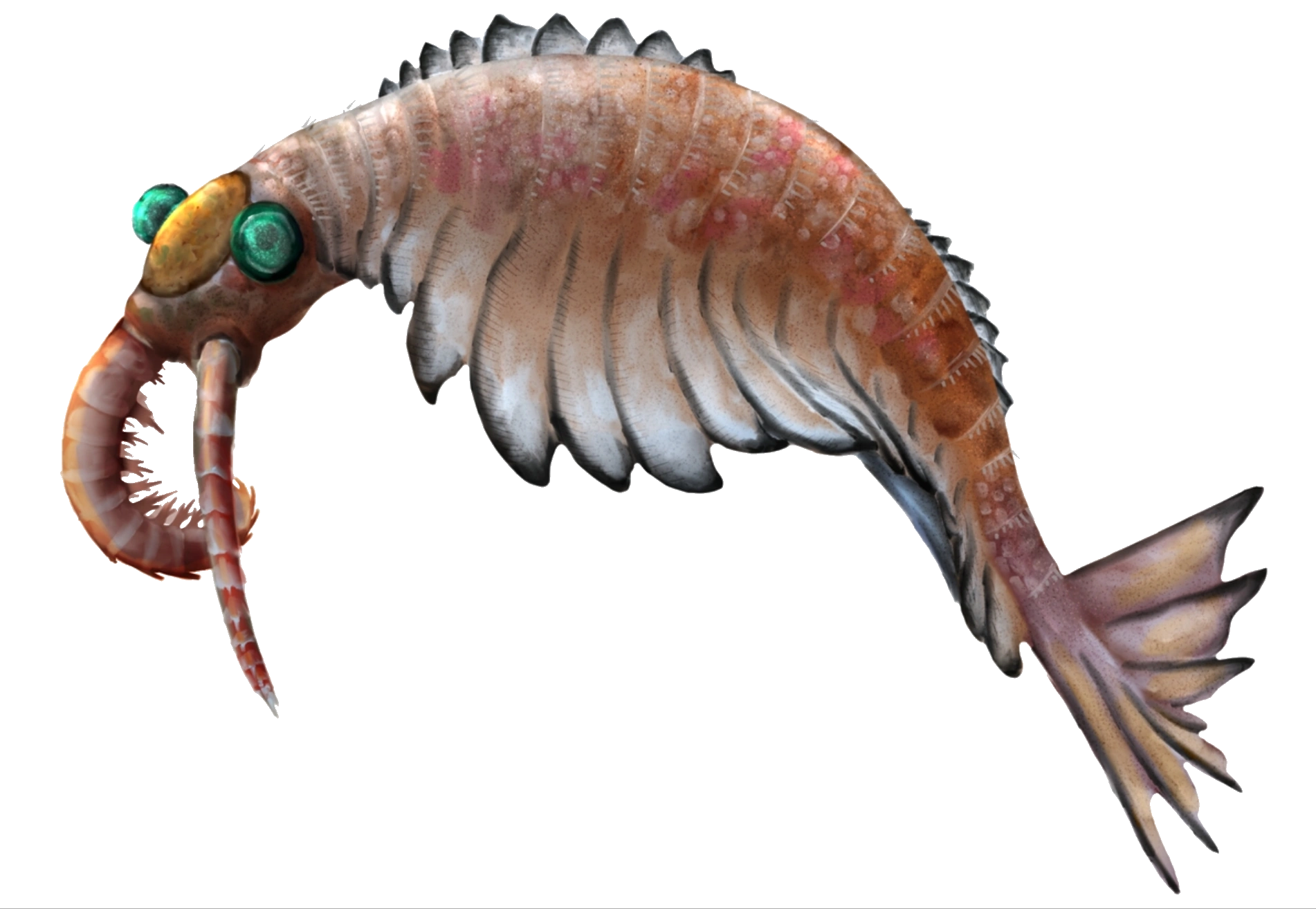 Anomalocaris Sciifii Idea Wiki Fandom
