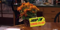 Flowers Cheap On
