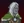Drizzt