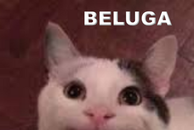 BeLugA MySTeRys  Funny cat faces, Beluga, Cat profile