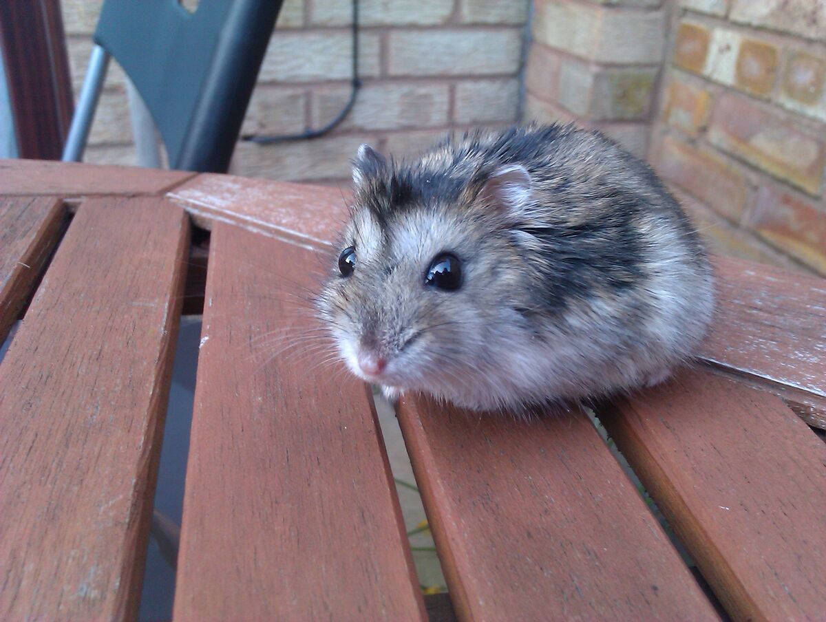 Campbell's Russian Dwarf Hamster, Hamsters Wiki