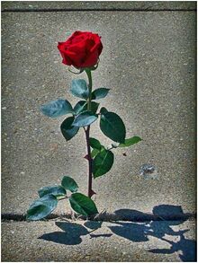 Rose.jpg