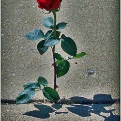 A Rose On Concrete