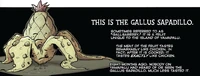 Gallus Sapadillo
