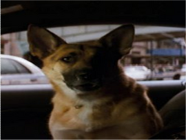 is the dog in i am legend a girl