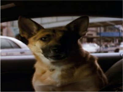 how old is the dog from i am legend