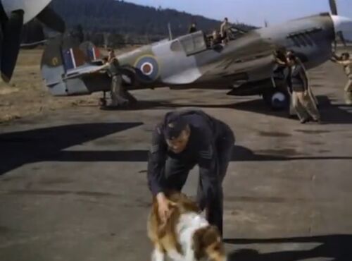 SonOfLassie Kittyhawk Mk-1