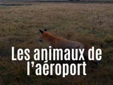 Les animaux de l'aéroport