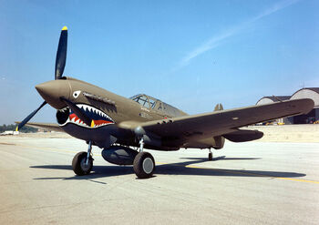P-40 cat